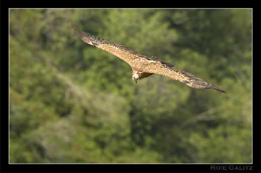 tworzenie stron www Piła