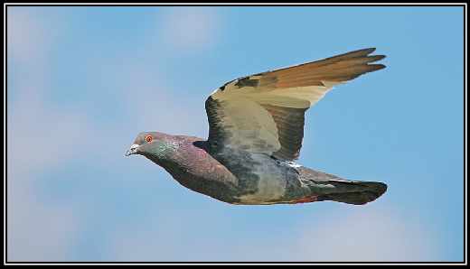 Piła sklepy internetowe