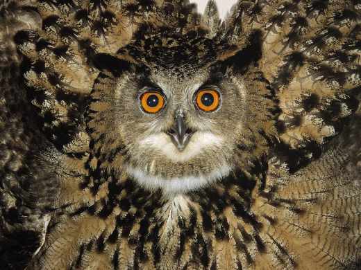 tworzenie sklepów internetowych Dobrzany