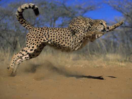 tworzenie sklepów internetowych Pila