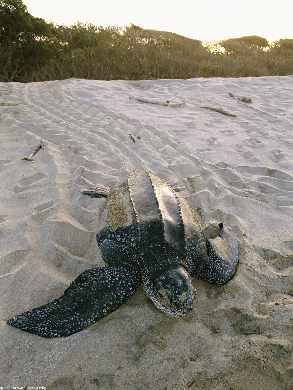 Piła strony internetowe