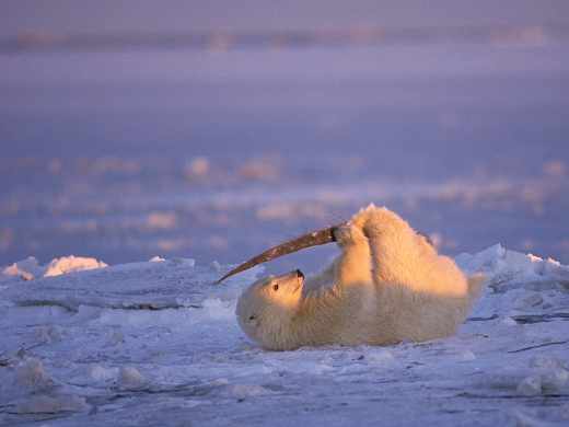 tworzenie sklepu www Piła