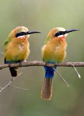 tworzenie stron internetowych Piła