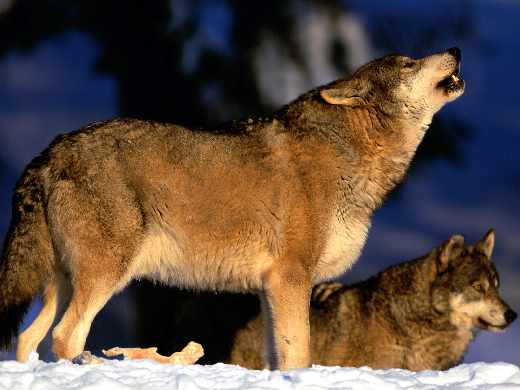 tworzenie stron www Piła