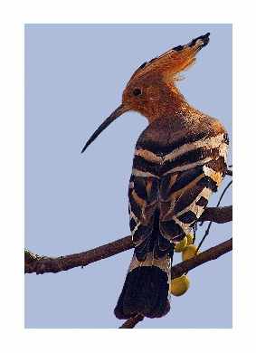 strony internetowe Piła