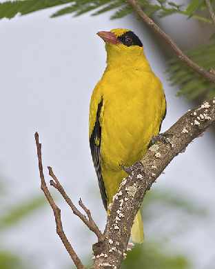 projektowanie stron www Piła