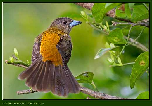 projektowanie sklepów www Piła