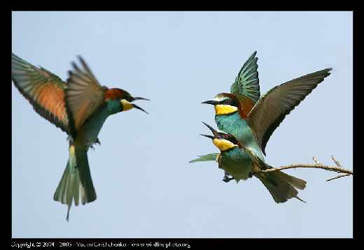 tworzenie sklepów internetowych Piła