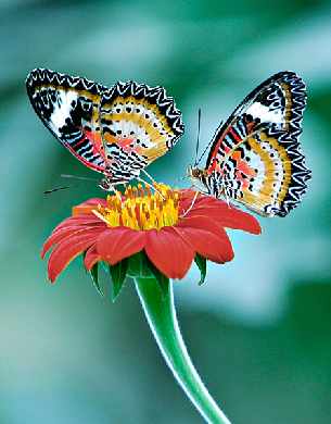 projektowanie stron internetowych Piła