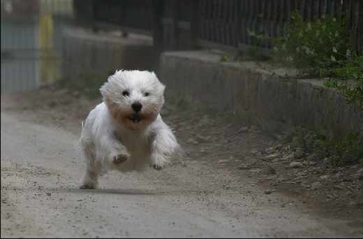 tworzenie stron www Piła