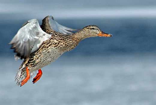 projektowanie stron Piła