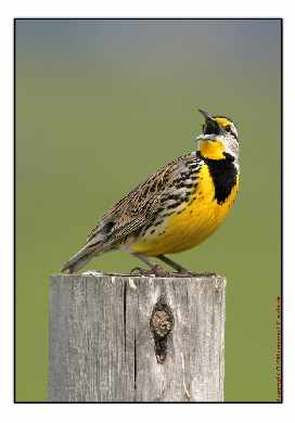 Piła strony internetowe