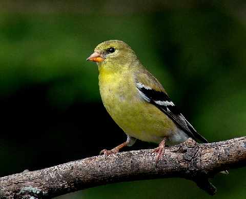 projektowanie stron Piła