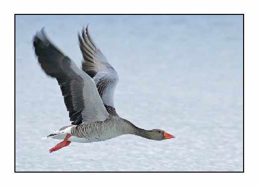 projektowanie sklepów www Piła