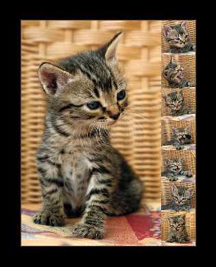 projektowanie stron www Piła