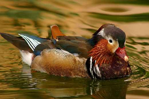 projektowanie stron www Piła