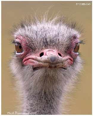 tworzenie stron internetowych Piła