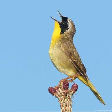 projektowanie sklepu internetowego Piła