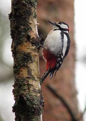 projektowanie stron Piła