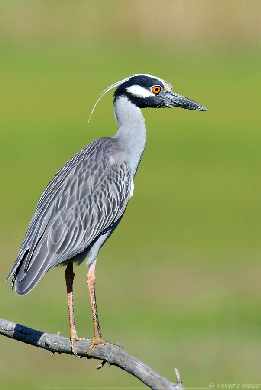 pozycjonowanie Piła