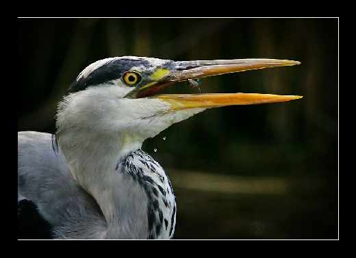 Piła tworzenie sklepów internetowych