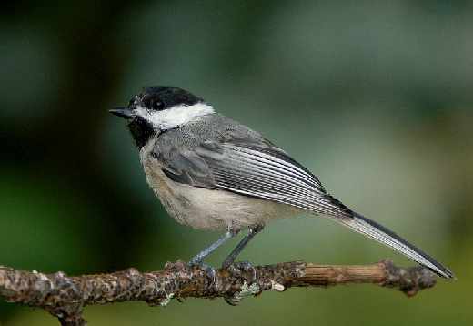 strony internetowe Piła