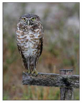 projektowanie stron www Piła