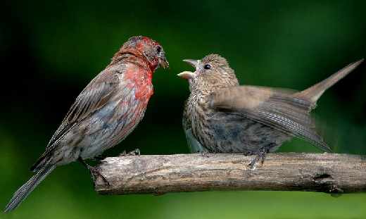 strony internetowe www Głuszyca