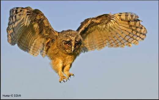 Piła strony internetowe