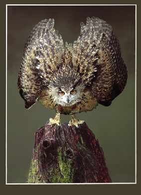 strony internetowe Piła