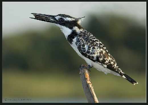 Piła strony internetowe