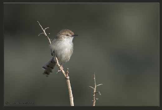 tworzenie sklepów www Piła