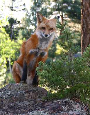 Chodzież tworzenie stron internetowych