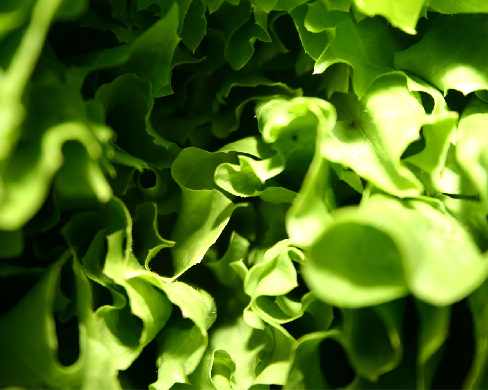 projektowanie sklepu internetowego Piła