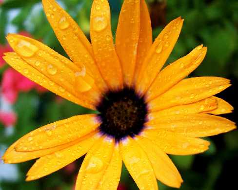 tworzenie stron www Piła