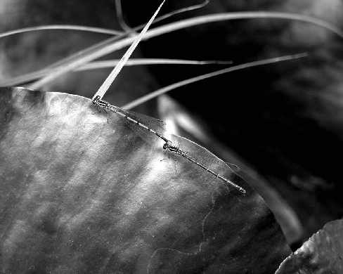 tworzenie stron internetowych Piła