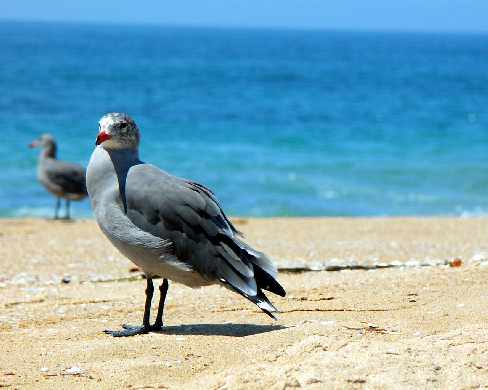 projektowanie stron www Piła