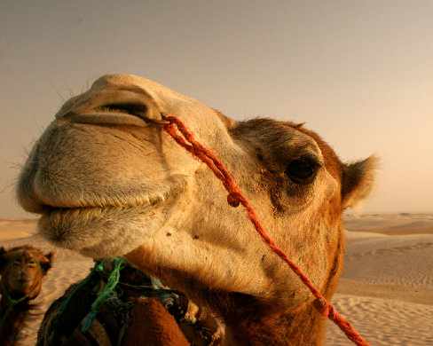 projektowanie stron www Piła