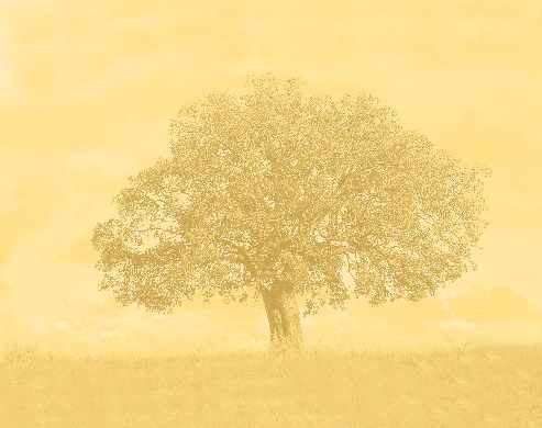 projektowanie sklepów internetowych Wałcz