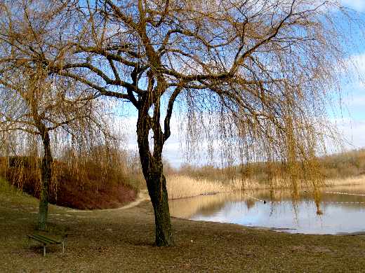 tworzenie stron www Piła