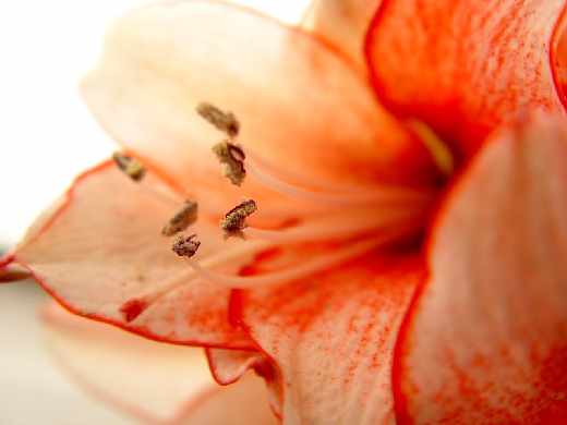 tworzenie sklepu www Piła