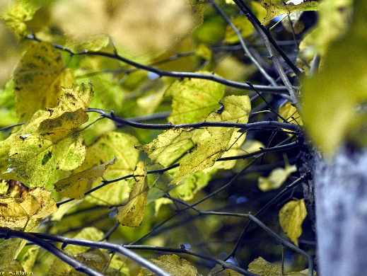 tworzenie sklepów www Piła