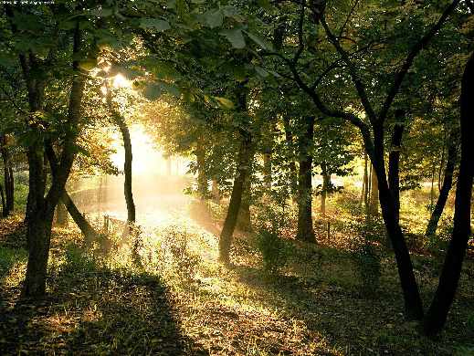 tworzenie stron www Piła