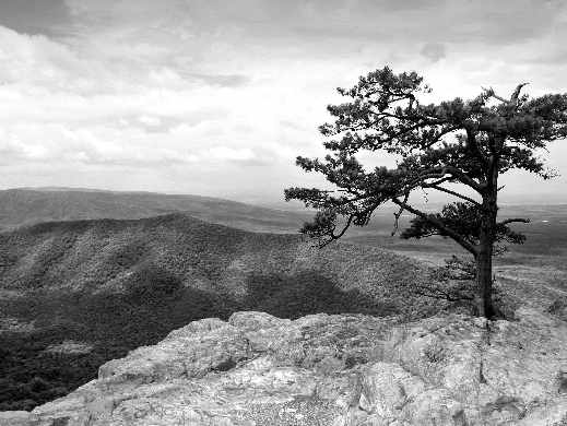 Piła pozycjonowanie