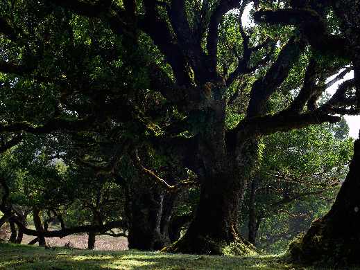 projektowanie stron internetowych Piła