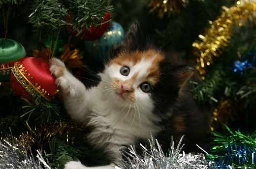 tworzenie stron internetowych Piła