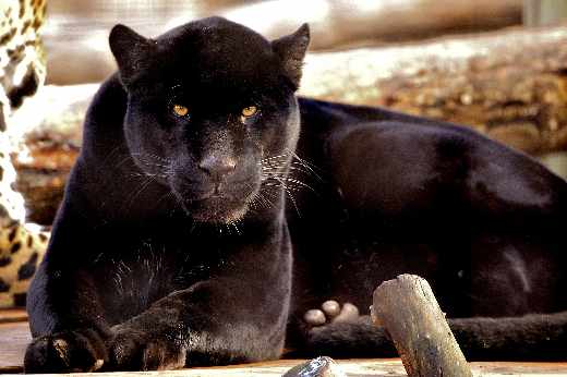 pozycjonowanie stron Gdynia