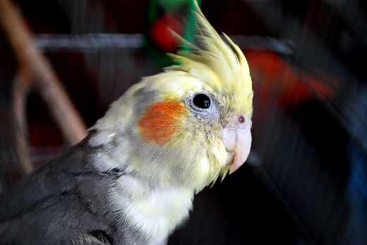 projektowanie sklepu internetowego Piła