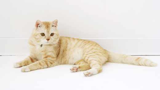 sklepy internetowe Złotów