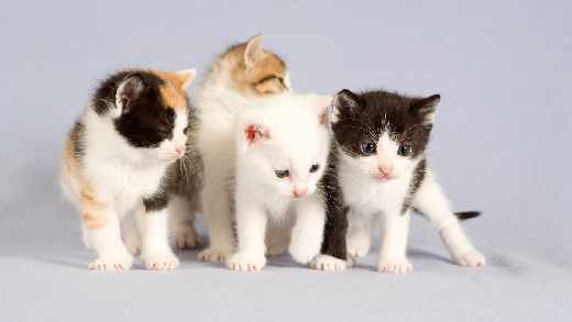 tworzenie stron internetowych Piła